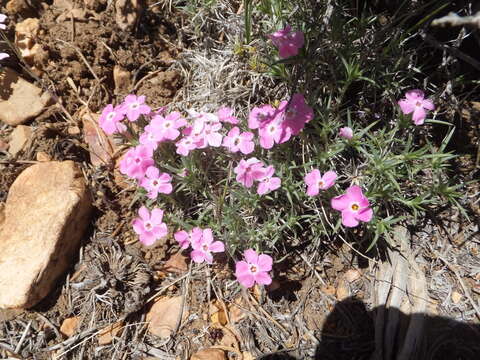 Imagem de Phlox austromontana Coville