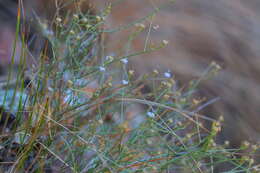 Image of Wahlenbergia magaliesbergensis Lammers
