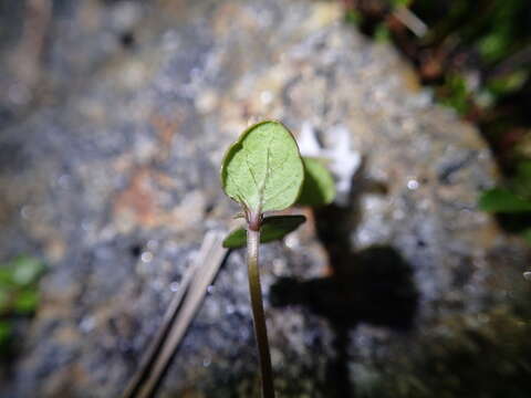 Imagem de Mentha cunninghamii (Benth.) Benth.