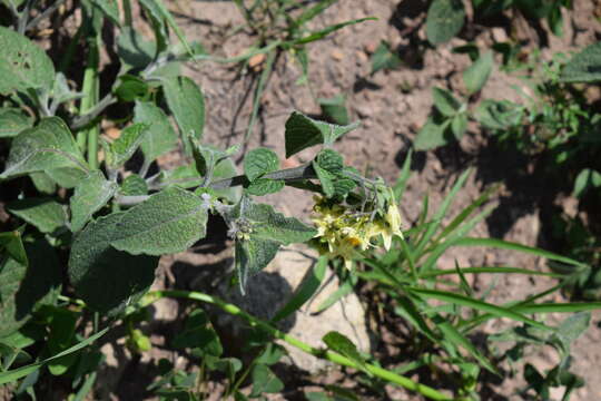 Imagem de Solanum bulbocastanum Dun.