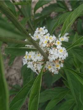 Image of Lippia aristata Schauer