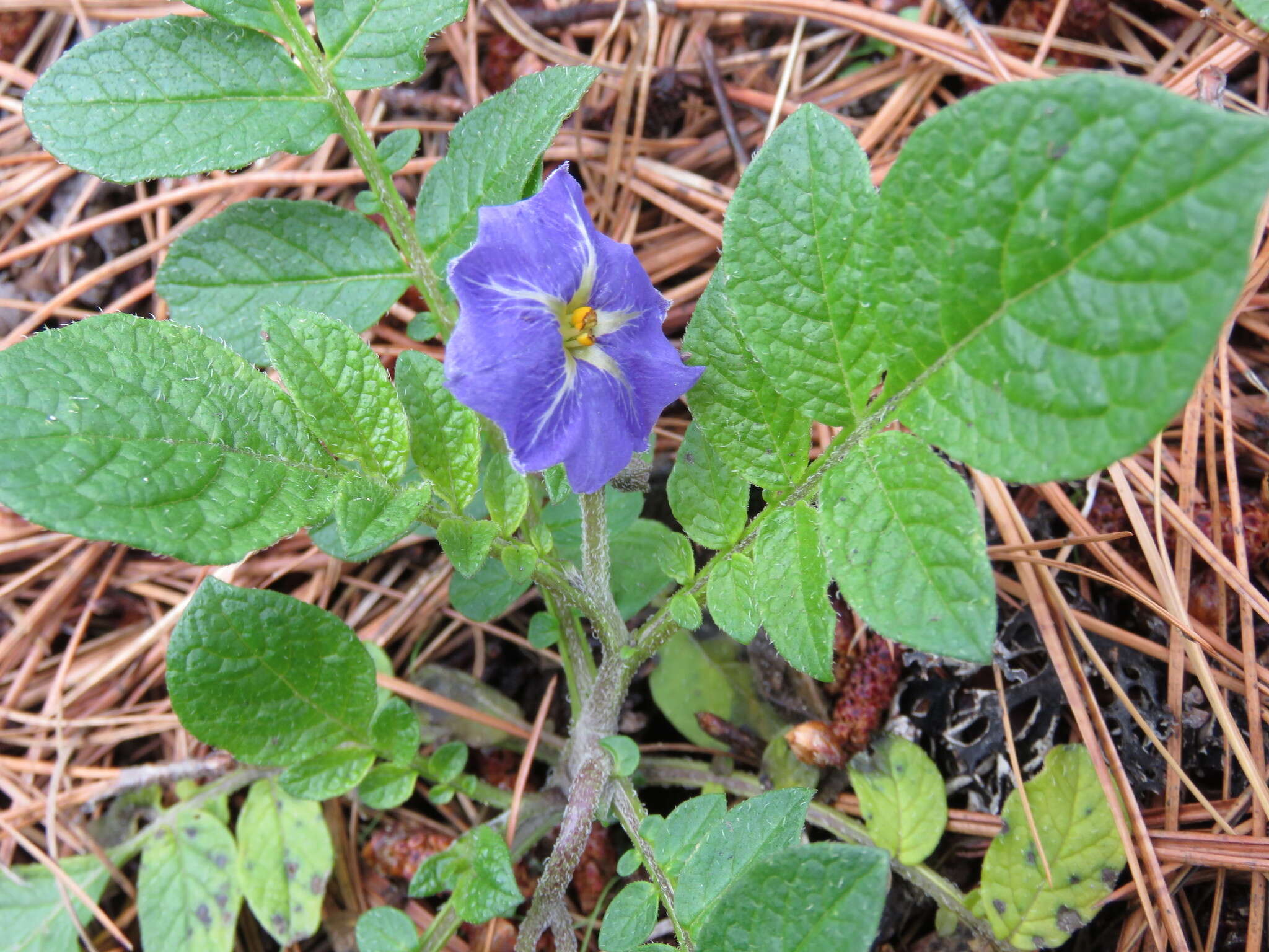 Solanum stoloniferum Schltdl. & Bouche的圖片