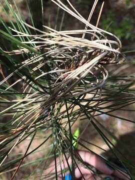 Image of Conifer Shoot Blight