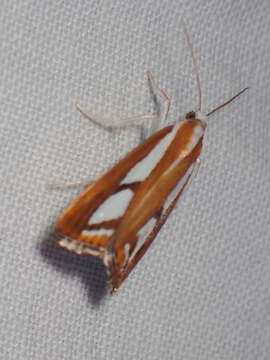 صورة Catoptria latiradiellus Walker 1863