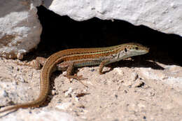 Image of Erhard's Wall Lizard