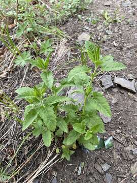 Image of Lophanthus chinensis Benth.