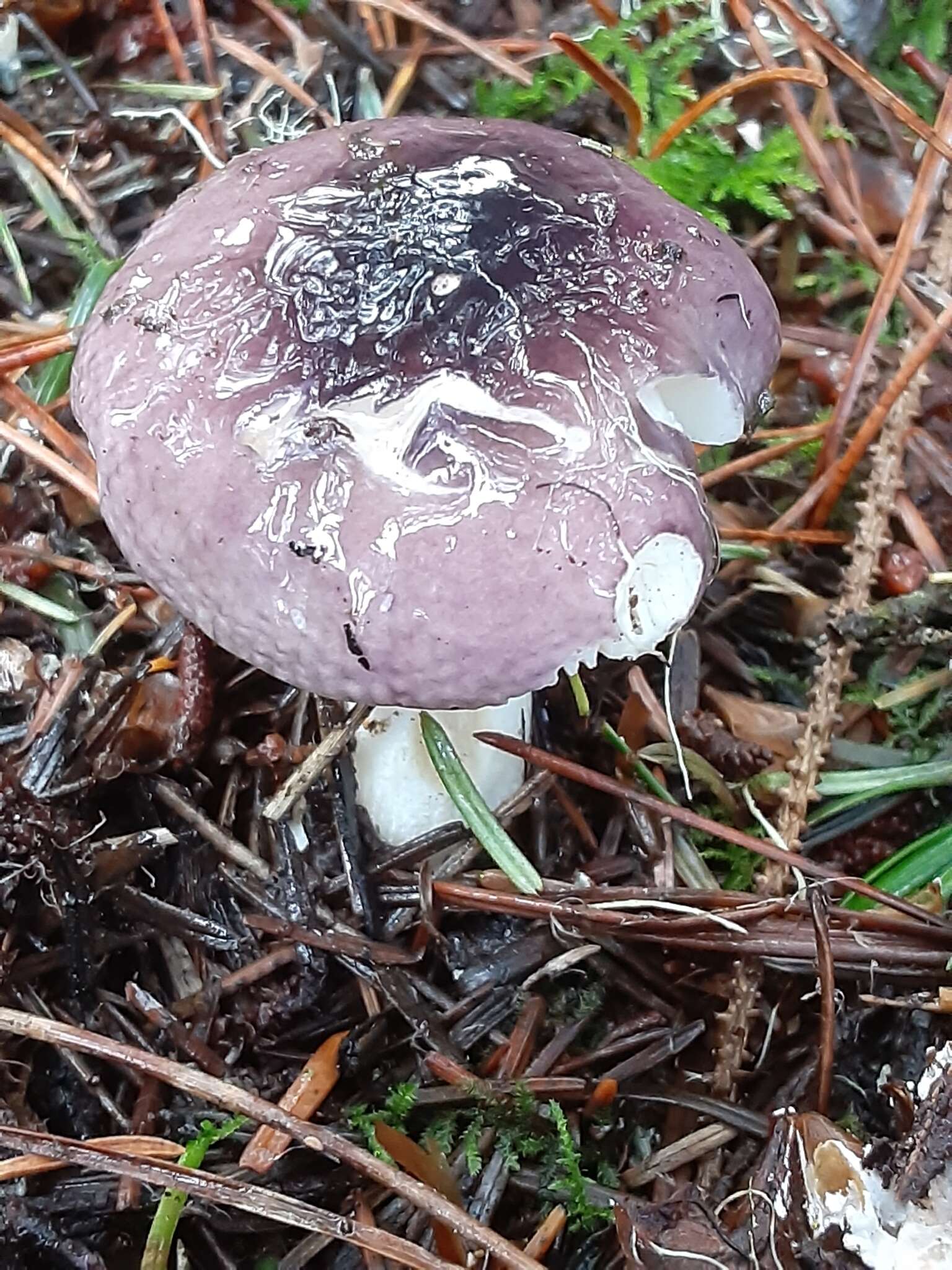 صورة Russula murrillii Burl. 1913