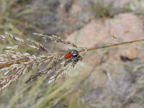 Image of Phidippus zethus Edwards 2004