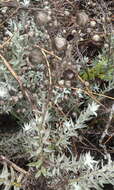 Image of Achyranthemum paniculatum