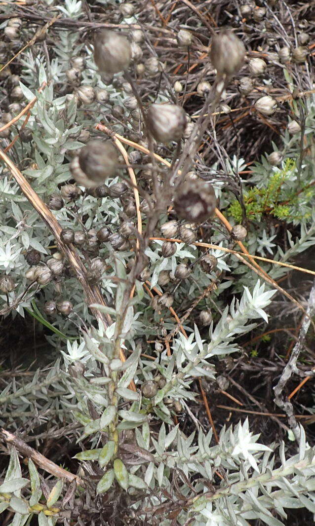 Image of Achyranthemum paniculatum