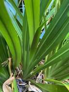 Image of Helmholtzia acorifolia F. Muell.