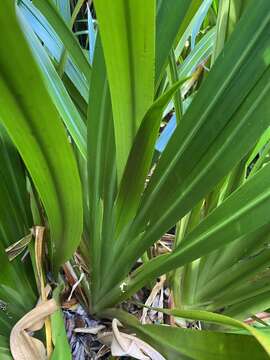 Helmholtzia acorifolia F. Muell. resmi