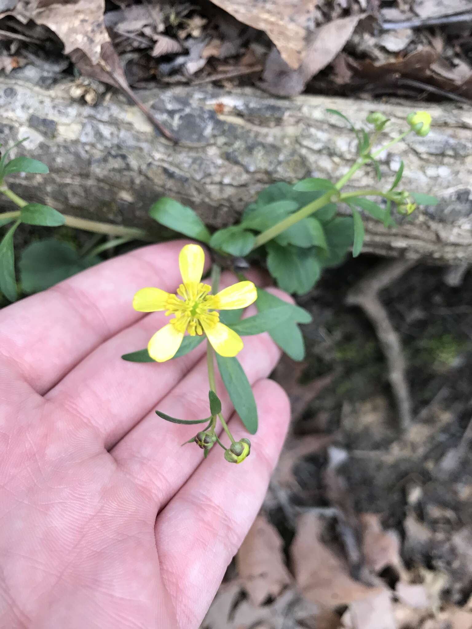 Ranunculus harveyi (A. Gray) Greene的圖片