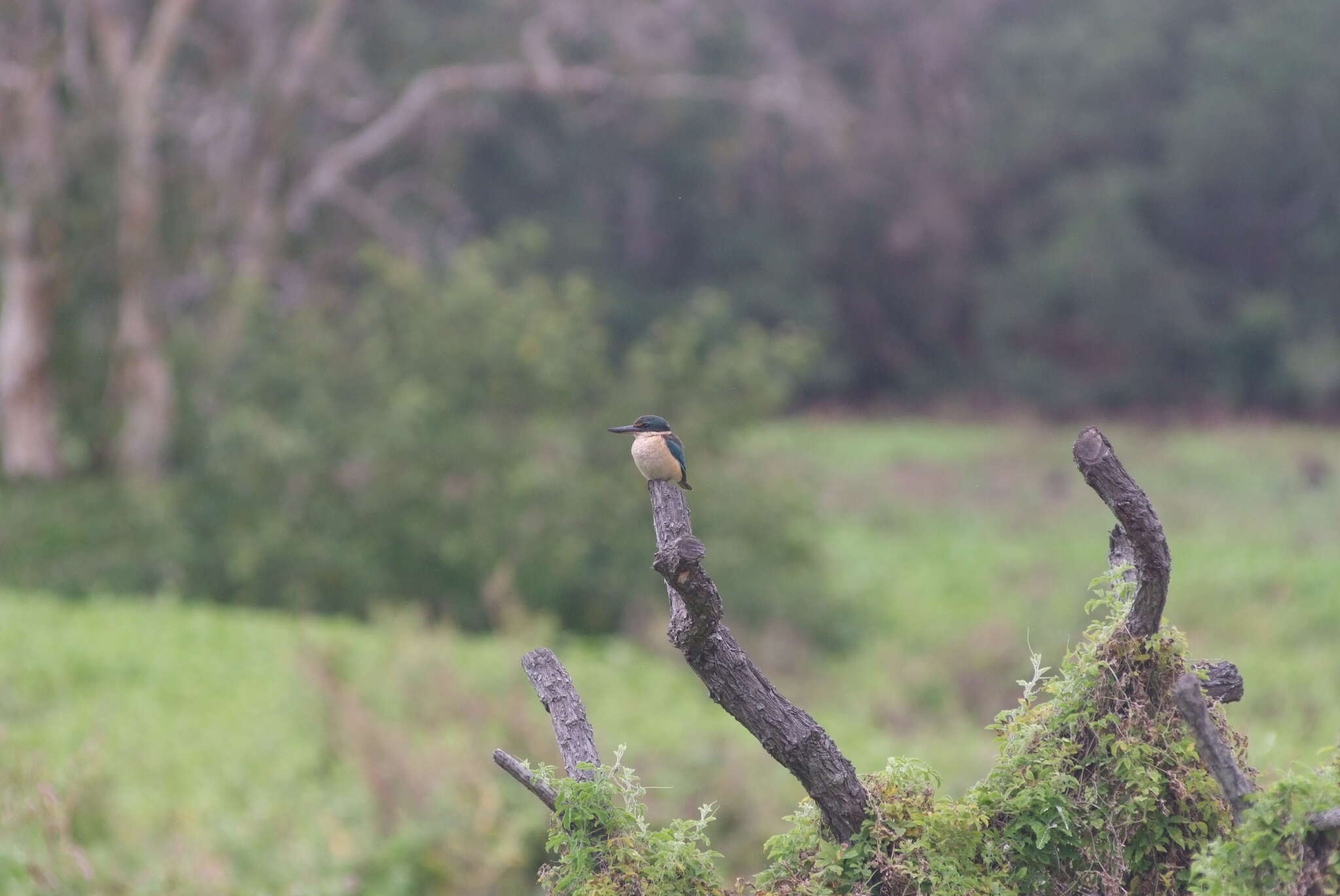 Image of Todiramphus sanctus canacorum (Brasil & L 1916)