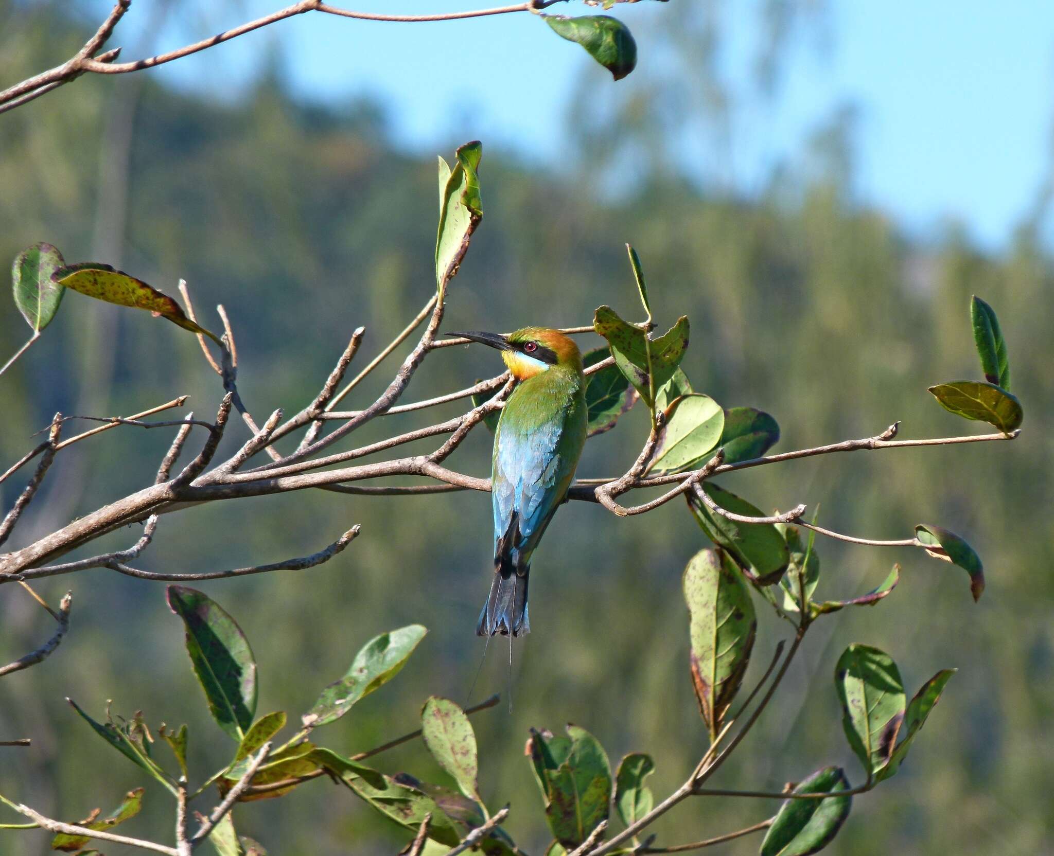 Image of Rainbow Bee-eater