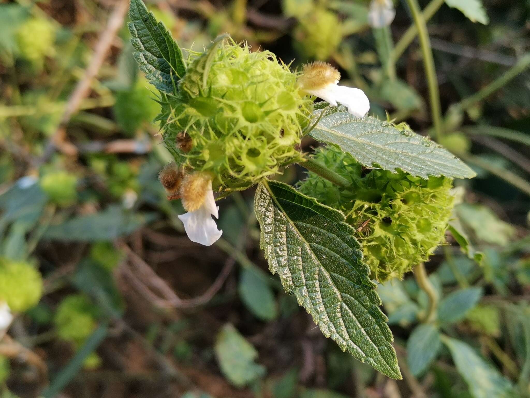 Image of Leucas ciliata Benth.