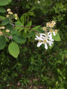 Imagem de Amelanchier sanguinea (Pursh) DC.