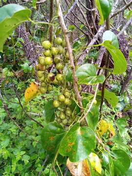 Image of Tinospora uviforme (Baill.) Troupin