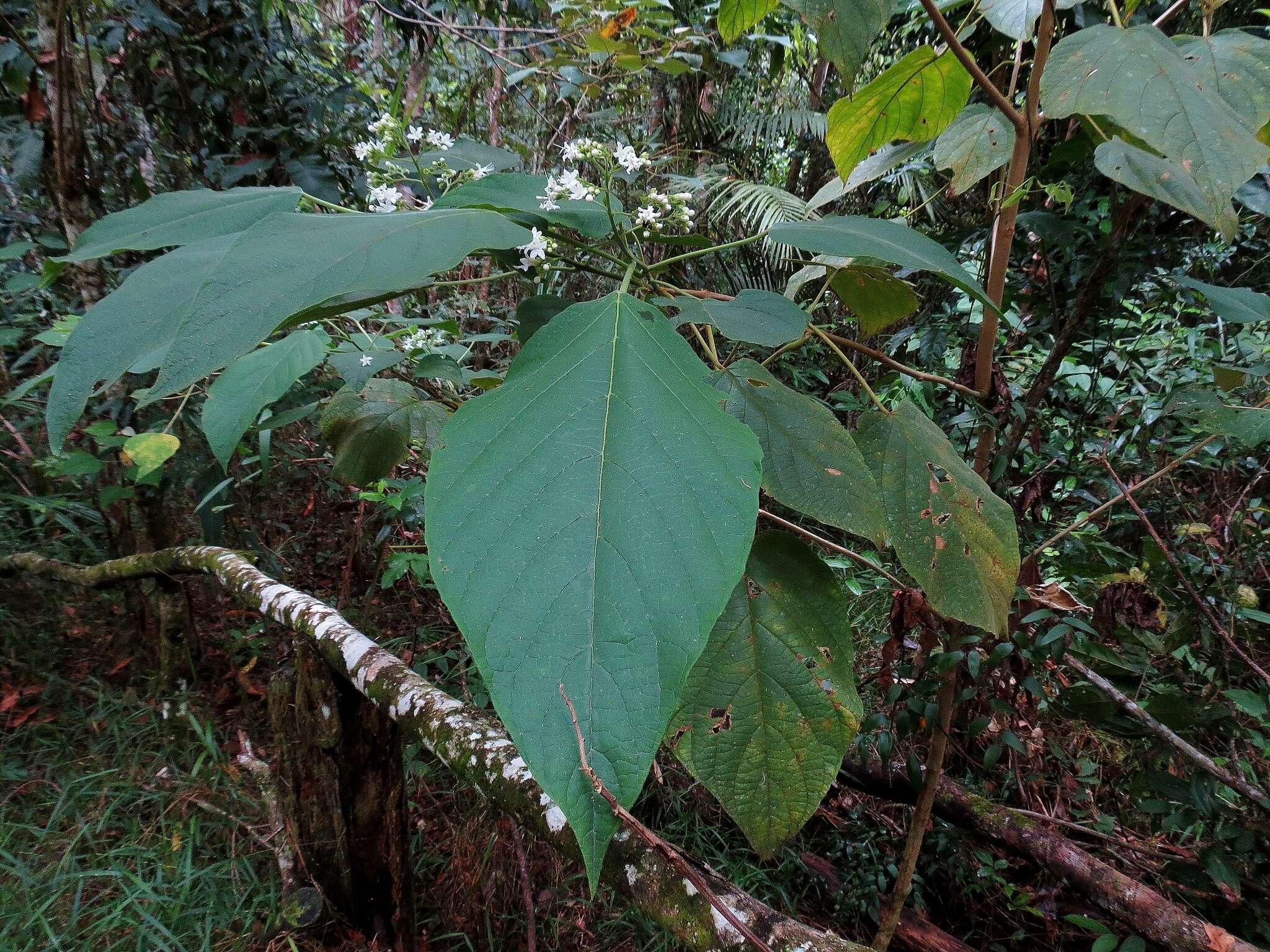 Imagem de Clerodendrum tracyanum (F. Muell.) Benth.