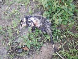 Image of Andean White-eared Opossum