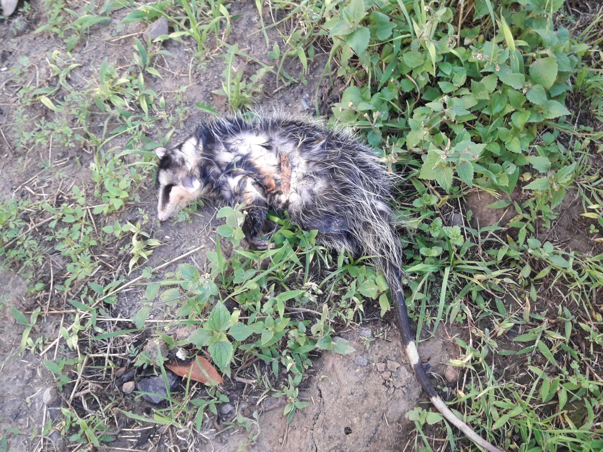 Image of Andean White-eared Opossum