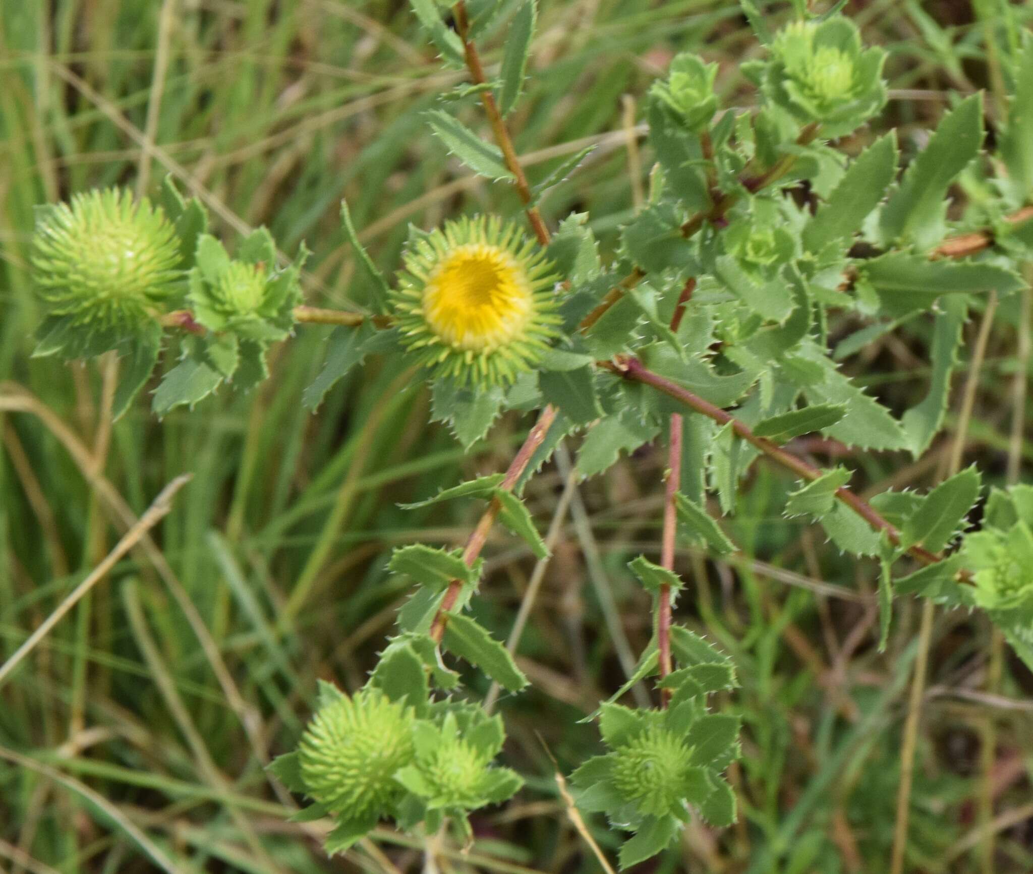 Image of narrowleaf gumweed