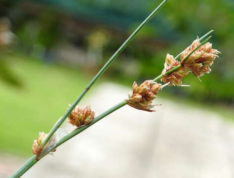 Image of Ficinia bulbosa (L.) Nees