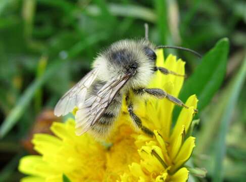 Image of Bombus veteranus (Fabricius 1793)