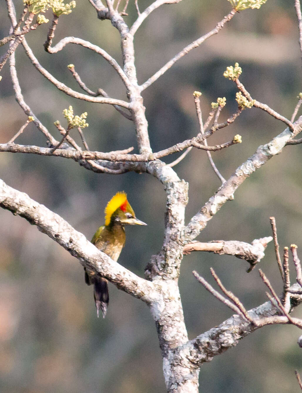 Image of Lesser Yellownape Woodpecker