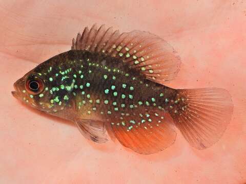 Image of Bluespotted Sunfish