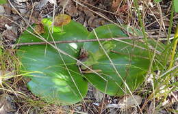 Image of Satyrium princeps Bolus