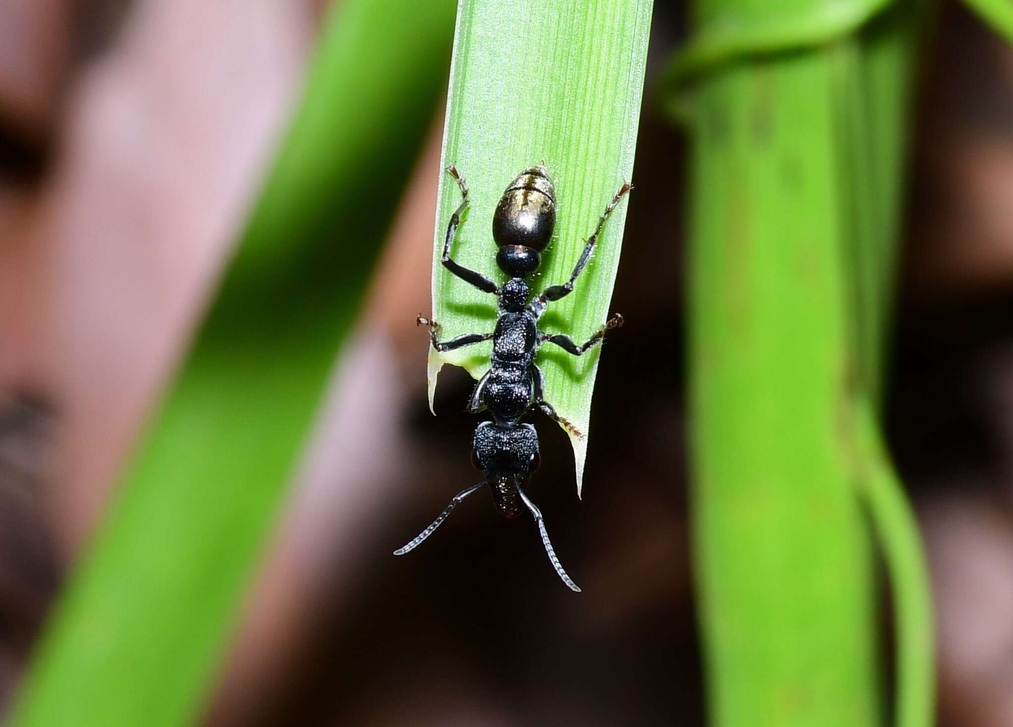 Image of Myrmecia queenslandica Forel 1915