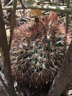 Image de Mammillaria johnstonii Orcutt