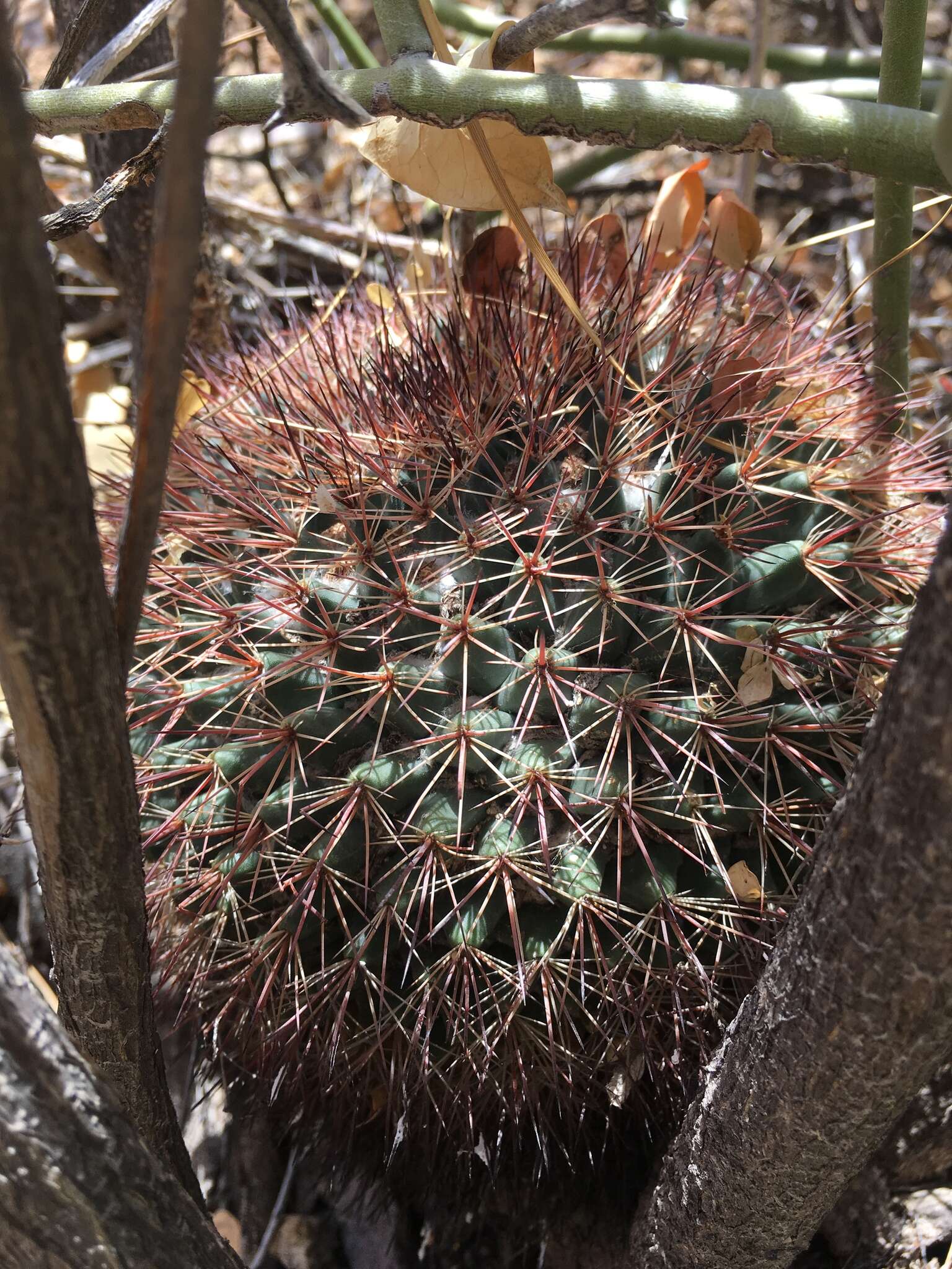 Image de Mammillaria johnstonii Orcutt