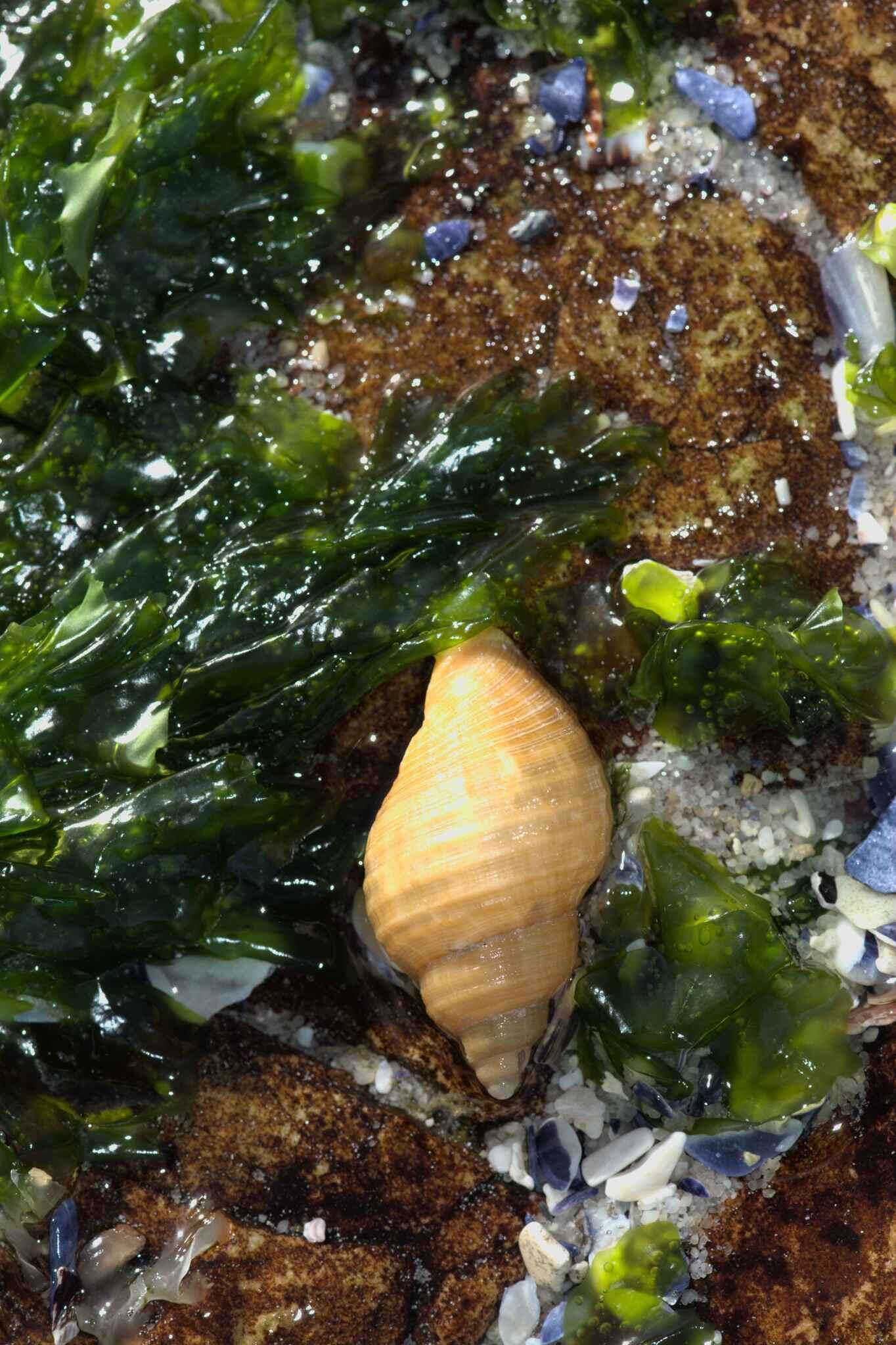 Image of scaly dogwhelk