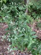 Image of Godfrey's thoroughwort