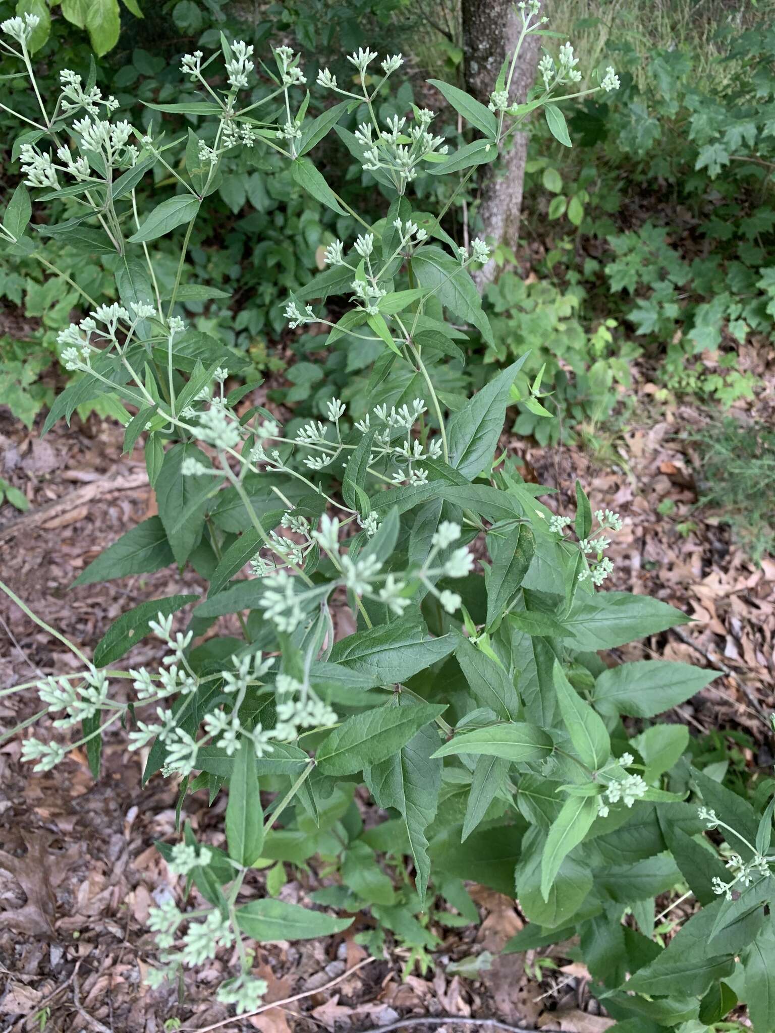 Image of Godfrey's thoroughwort