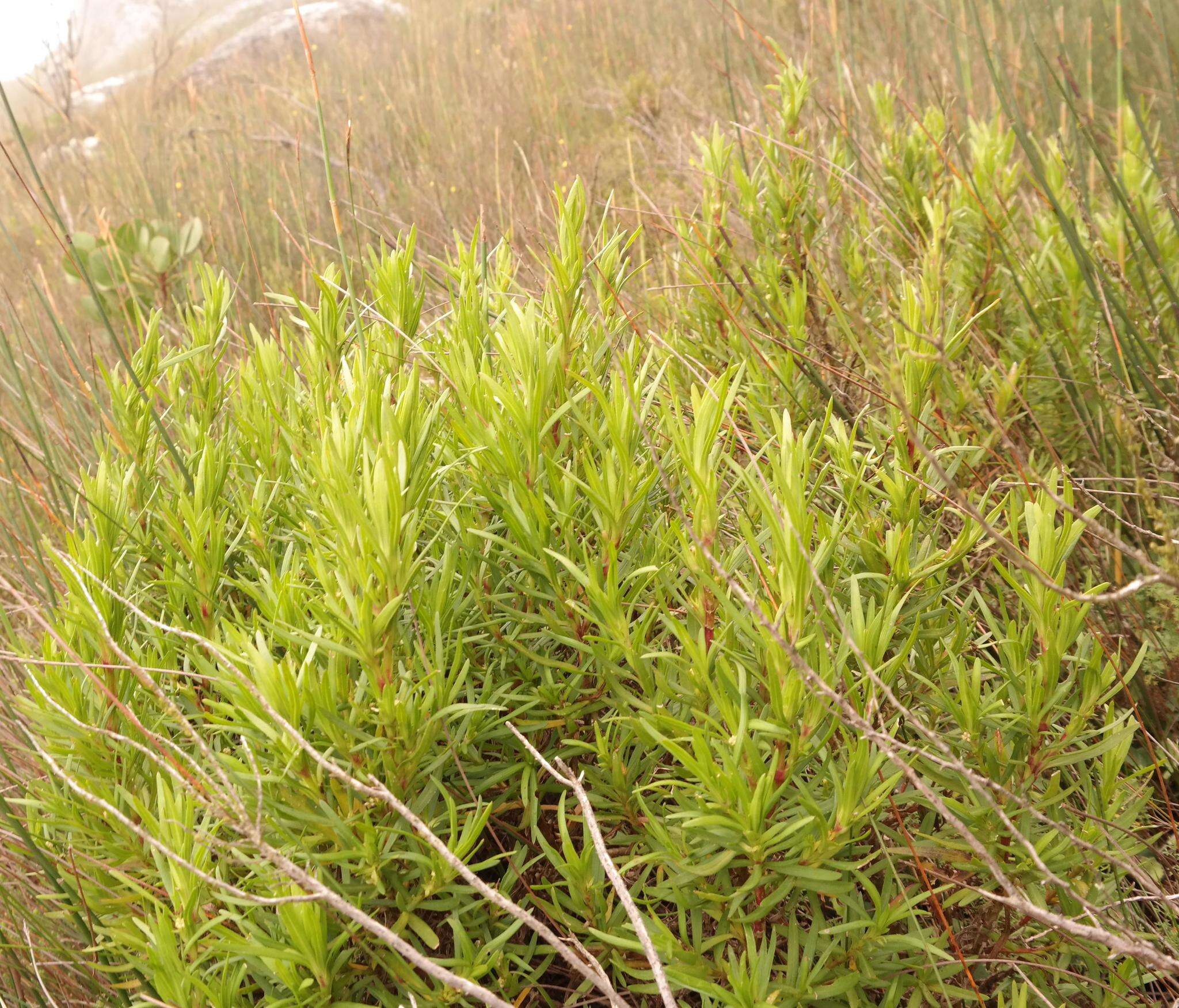 Image of Carpacoce gigantea Puff