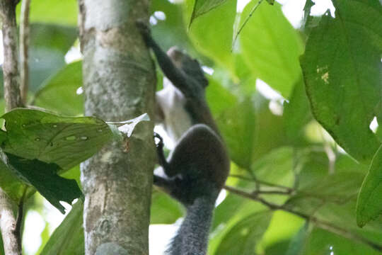 Image of Horse-tailed Squirrel