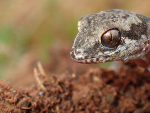 Image of Spotted Gecko