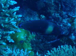 Image of Labrichthys