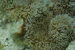 Image of Gigantic sea anemone