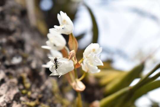 Coelogyne breviscapa Lindl. resmi