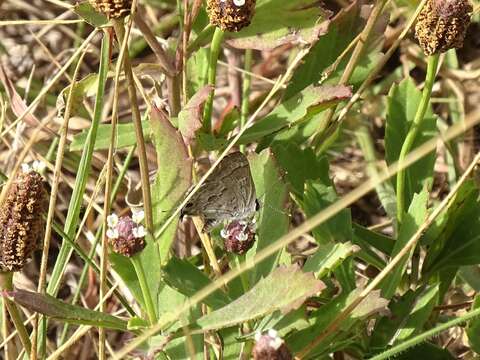 Image of Lacey's Scrub-Hairstreak