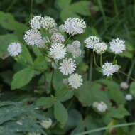 Imagem de Astrantia pontica Albov