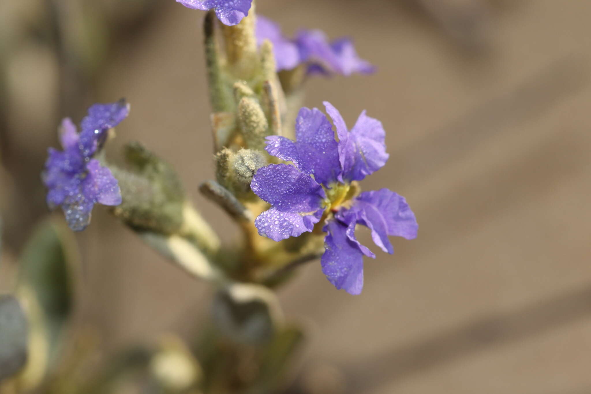 Image of Dampiera marifolia Benth.