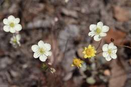 Imagem de Platystigma linearis Benth.