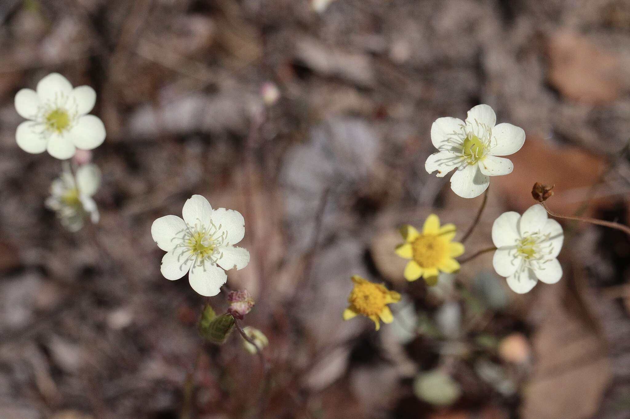 Image of narrowleaf queen poppy