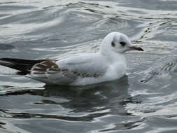 Image of Black-headed Gull