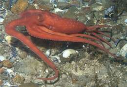 Image of southern white-spot octopus